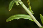 Roadside pennycress 